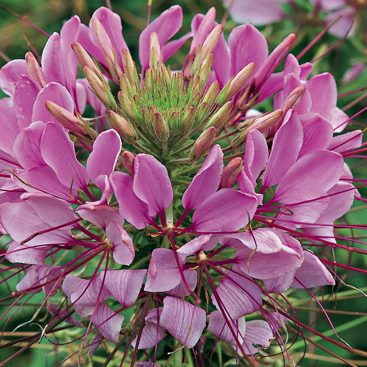 Outsidepride Xeriscape-friendly Cleome supports drought-tolerant garden design.