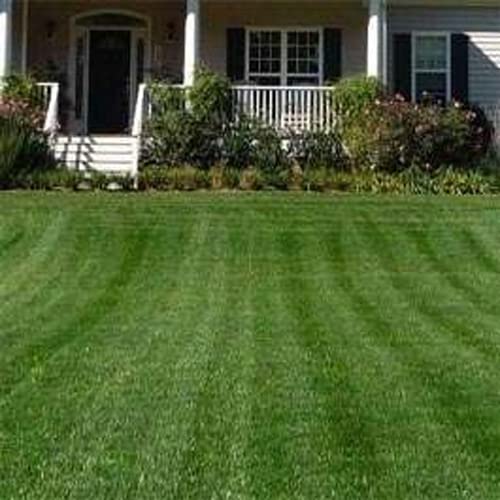 Outsidepride Combat Extreme Northern Zone recommends 6-8 lbs per 1,000 sq ft for dense coverage.