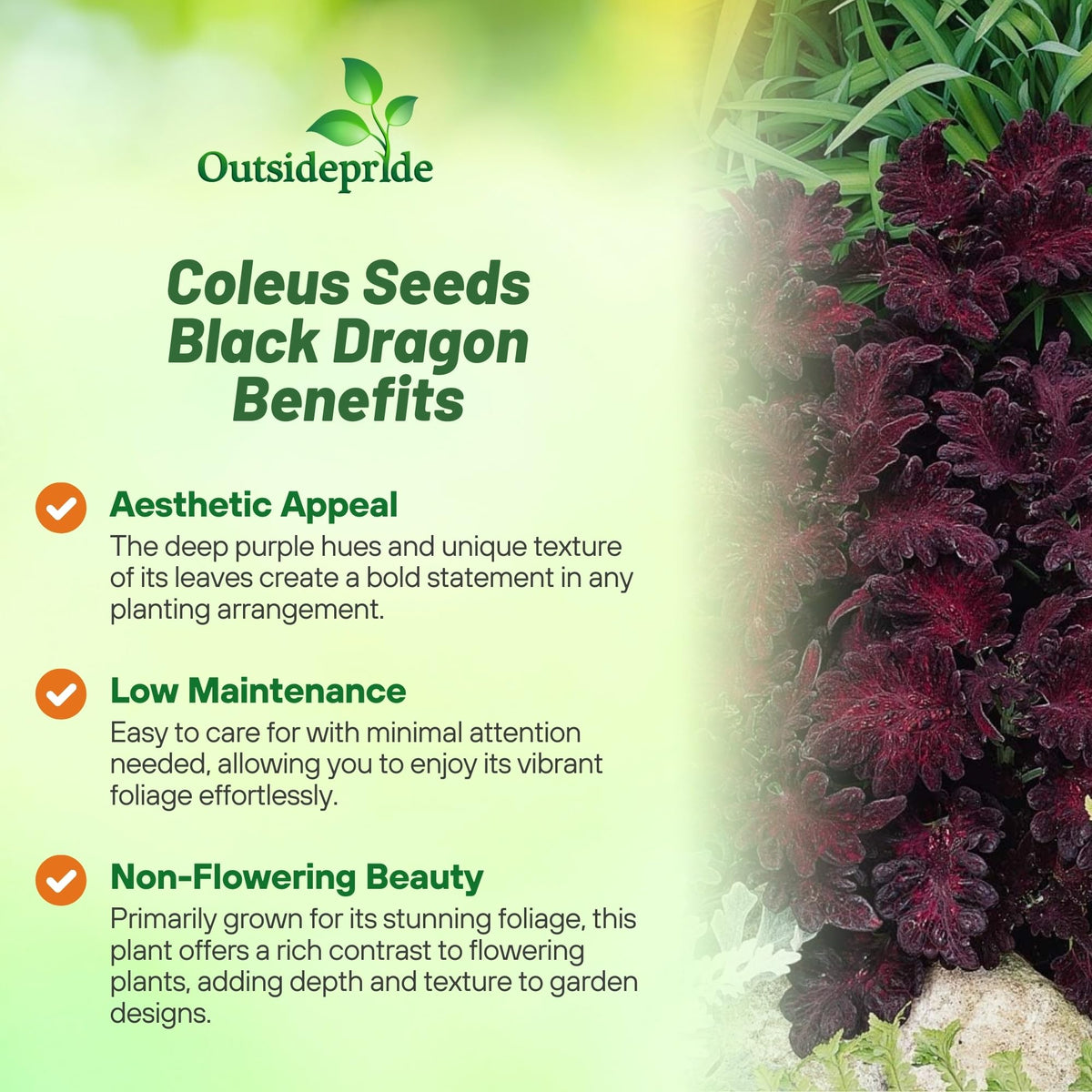 Outsidepride compact coleus reaches about 12 inches for small spaces
