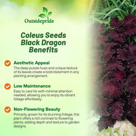 Outsidepride compact coleus reaches about 12 inches for small spaces