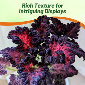 Outsidepride container-friendly foliage adds color to balcony planters