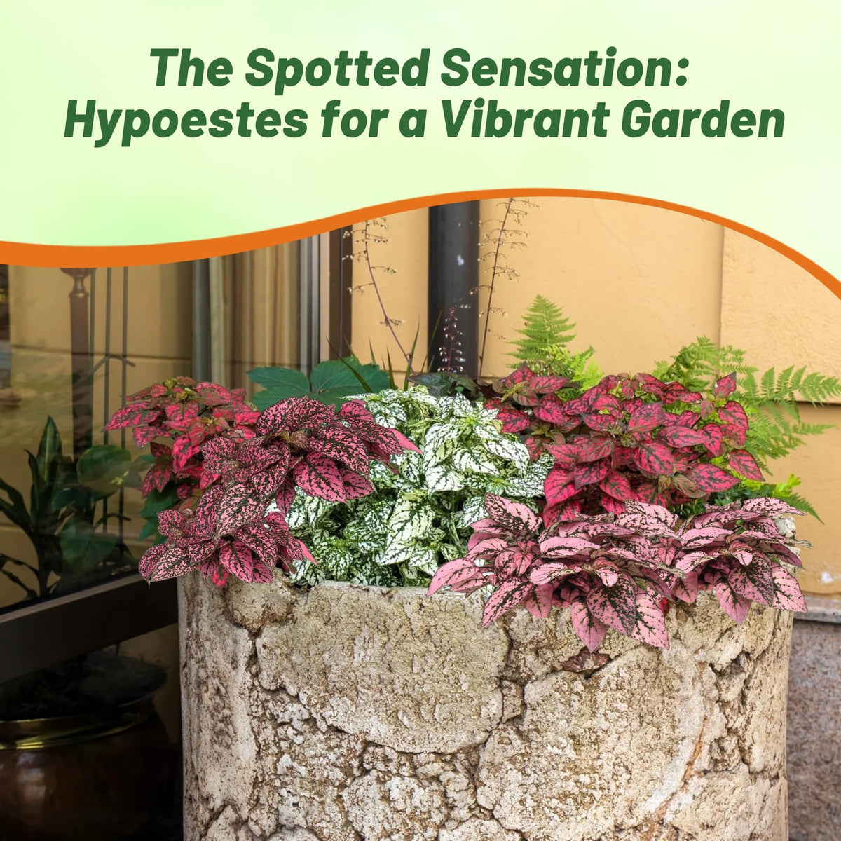 Outsidepride container or hanging basket display featuring Hypoestes foliage.