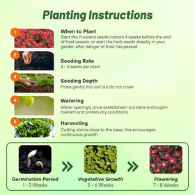 Outsidepride container garden featuring purslane in a pot for small-space growing