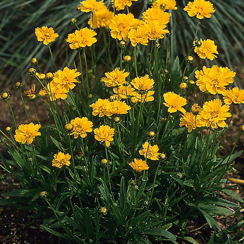 Outsidepride Coreopsis cut flowers brighten indoor arrangements with sunny color