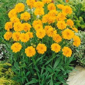 Outsidepride Coreopsis in a garden bed as a decorative border option