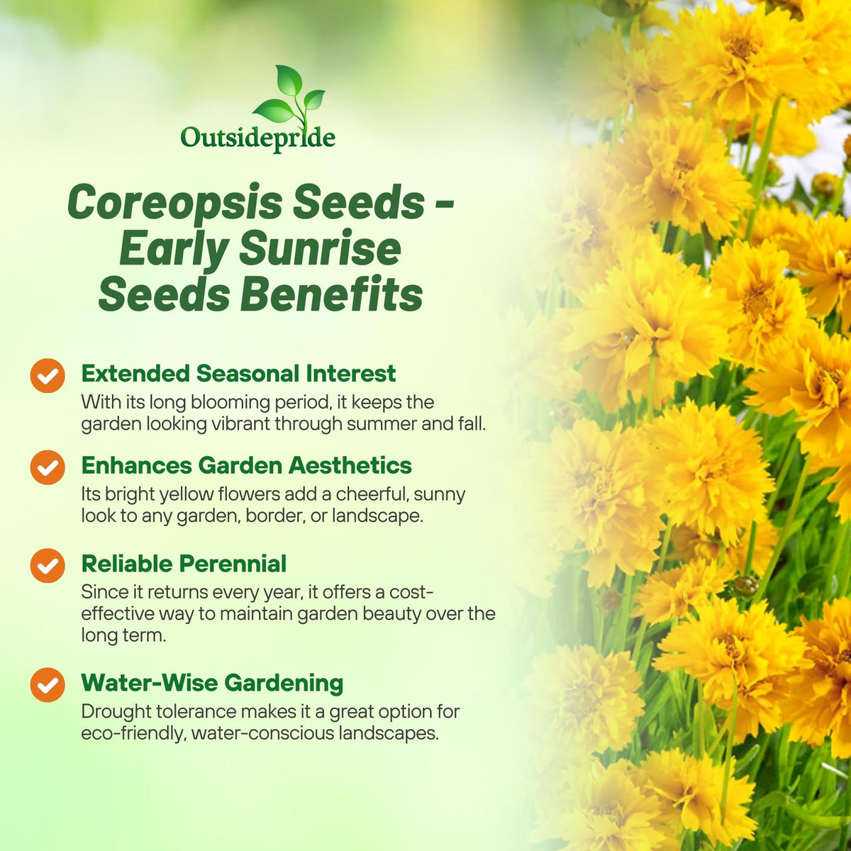 Outsidepride Coreopsis yellow bloom on a compact plant for lasting garden color