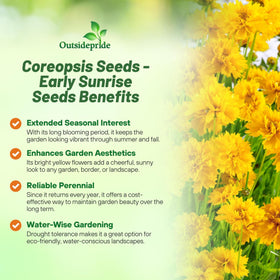 Outsidepride Coreopsis yellow bloom on a compact plant for lasting garden color