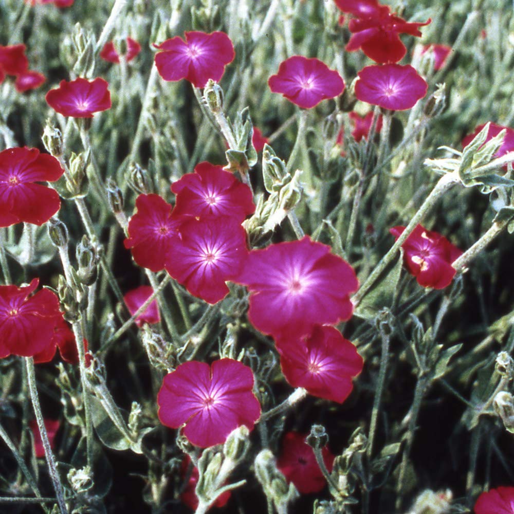 Outsidepride Coronaria Rose Lychnis planted for borders and containers.