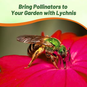 Outsidepride Coronaria Rose Lychnis blooms attract butterflies and hummingbirds in gardens.