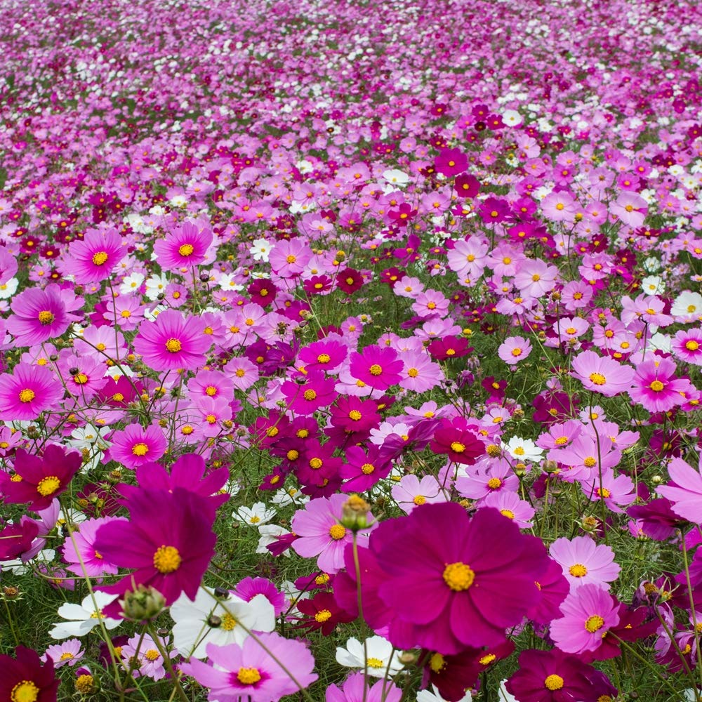Outsidepride Cosmos Bipinnatus blooms ideal for cut flower arrangements.