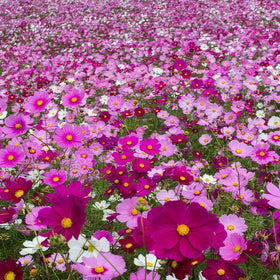 Outsidepride Cosmos Bipinnatus blooms ideal for cut flower arrangements.