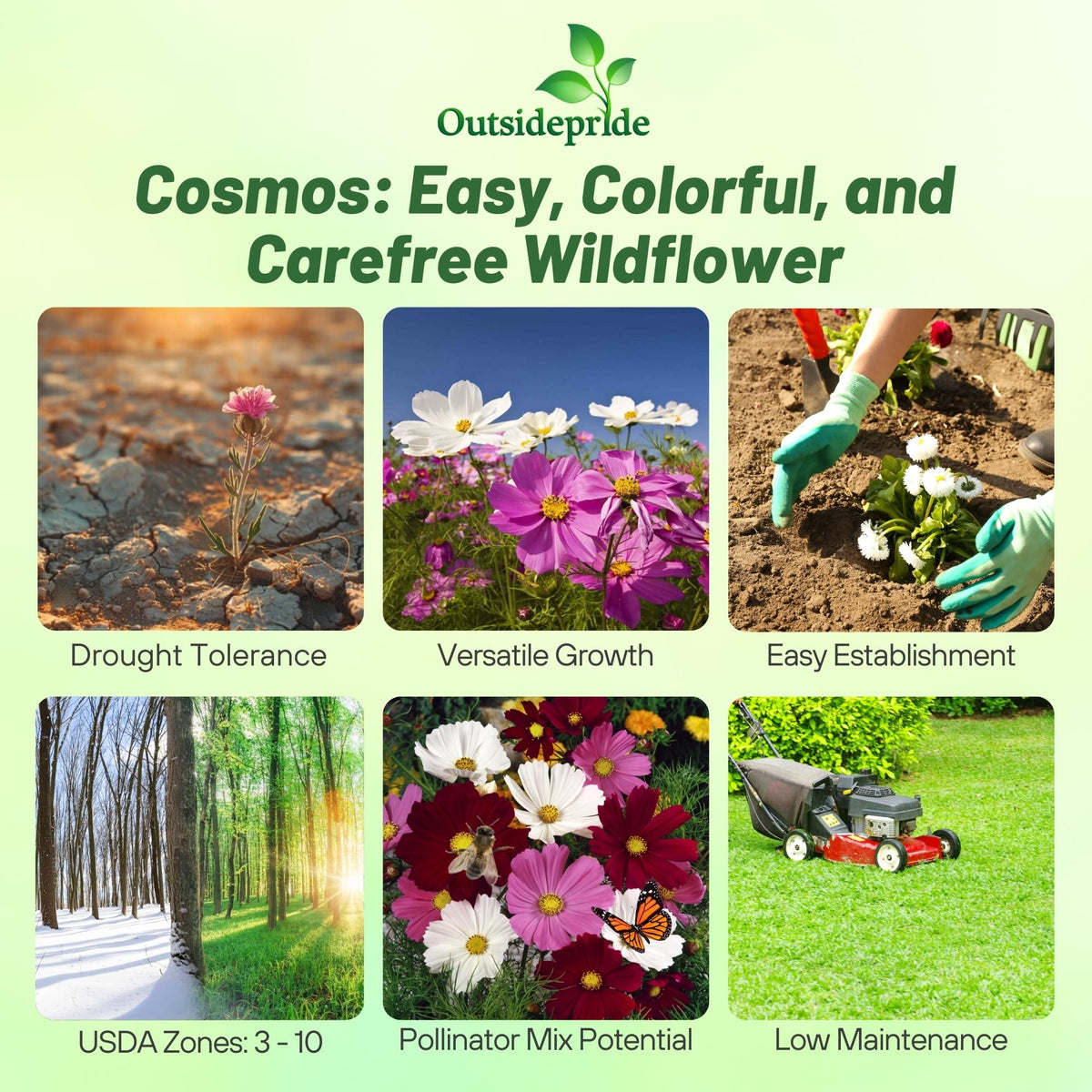 Outsidepride Cosmos Bipinnatus flowers in bloom brightening garden beds.