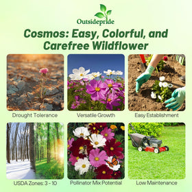 Outsidepride Cosmos Bipinnatus flowers in bloom brightening garden beds.