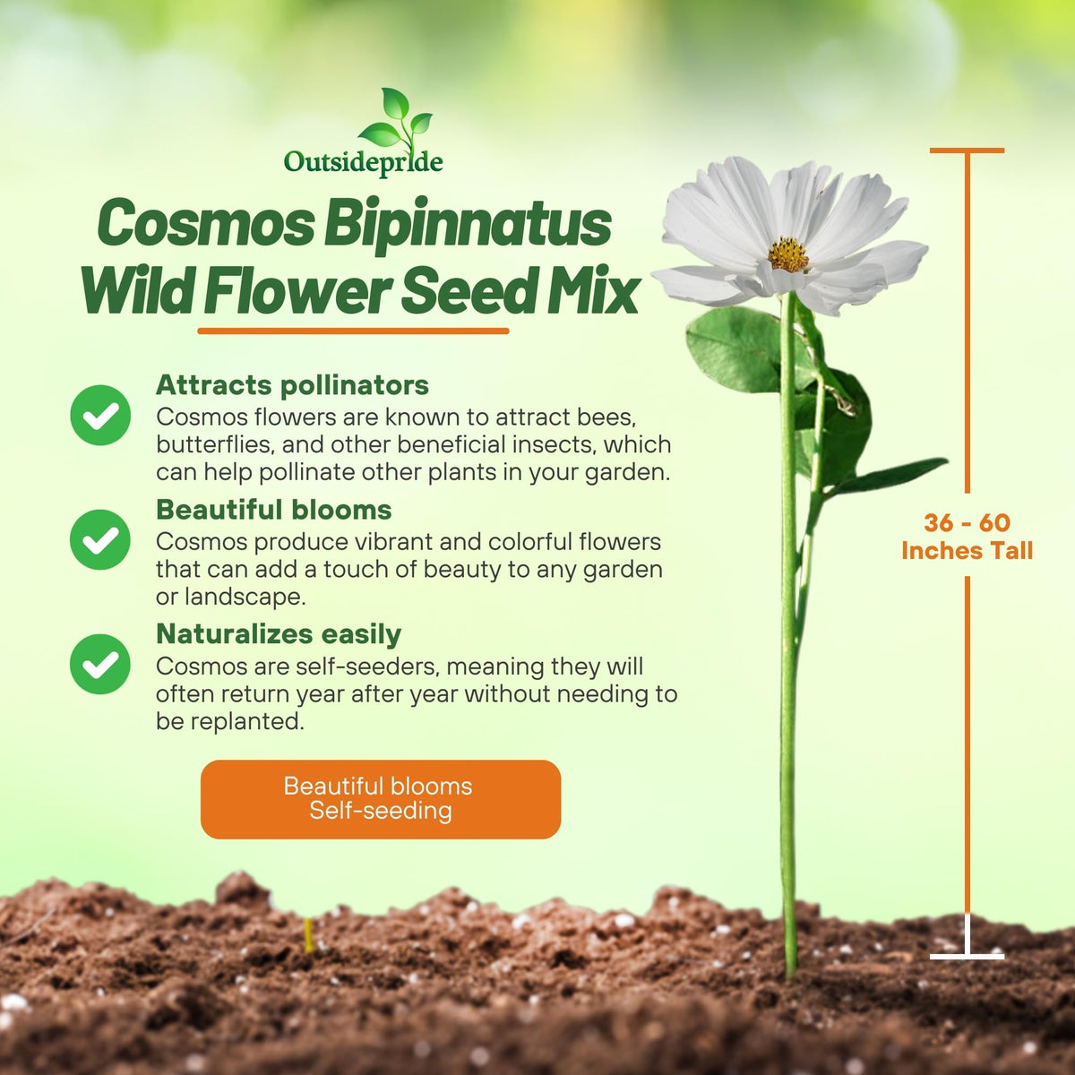 Outsidepride Cosmos bipinnatus seed mix creating meadow-border texture.