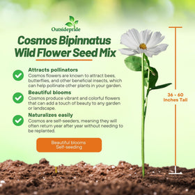 Outsidepride Cosmos bipinnatus seed mix creating meadow-border texture.