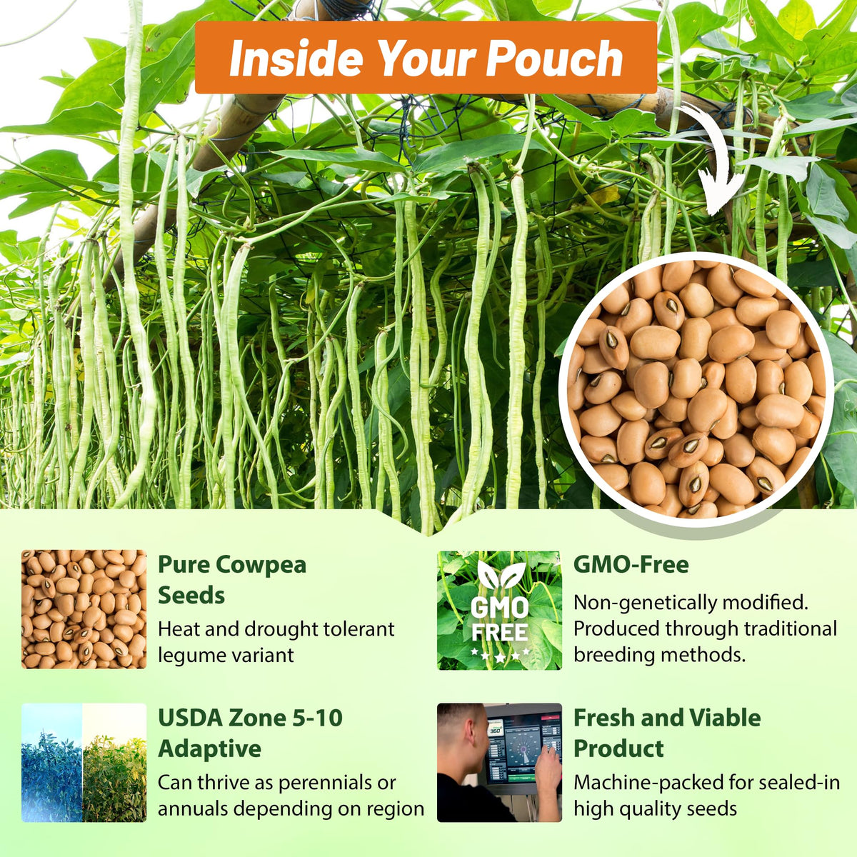 Outsidepride cowpeas cover crop planted in field enhances soil structure and biodiversity