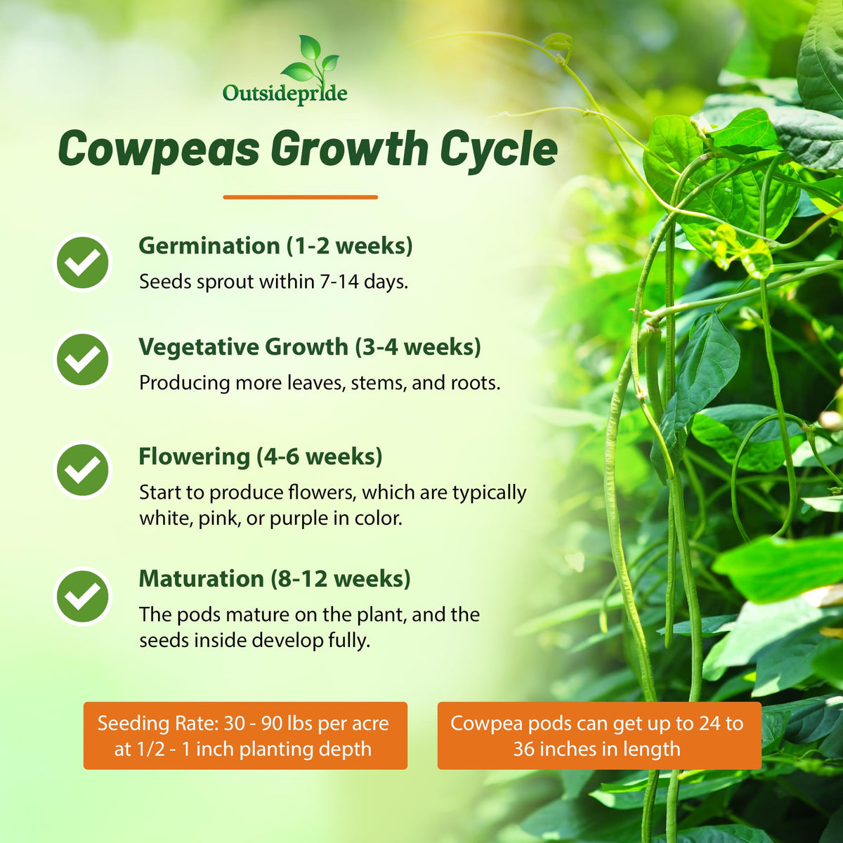 Outsidepride cowpeas promote soil health through nitrogen fixation in rotations