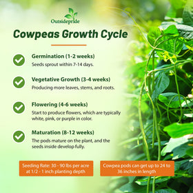 Outsidepride cowpeas promote soil health through nitrogen fixation in rotations