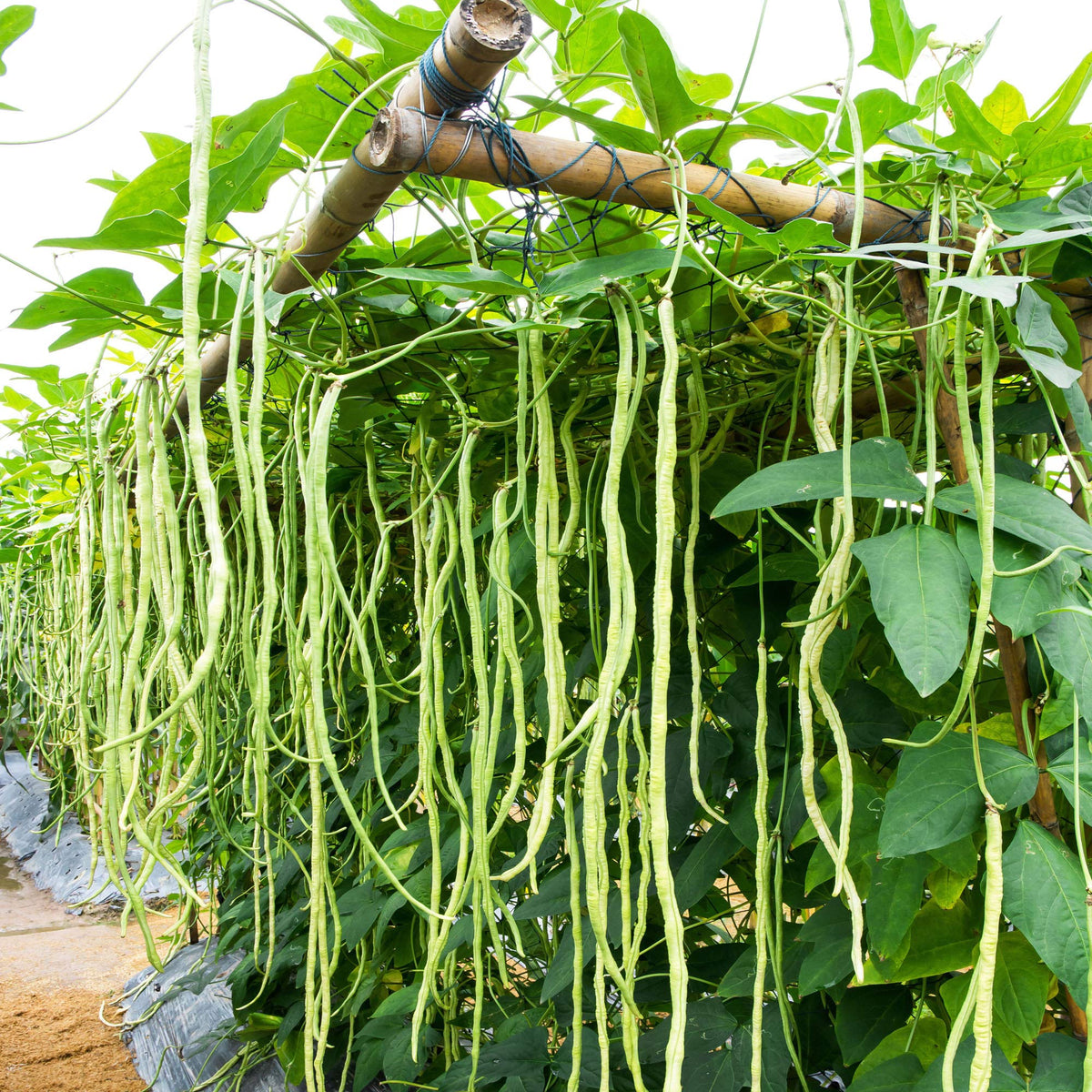 Outsidepride cowpeas in vegetable garden pair with beans for diverse harvest