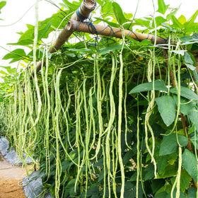 Outsidepride cowpeas in vegetable garden pair with beans for diverse harvest