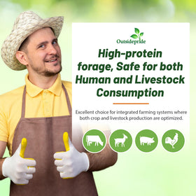 Outsidepride cowpeas wildlife habitat food plot attracts deer birds and beneficial insects