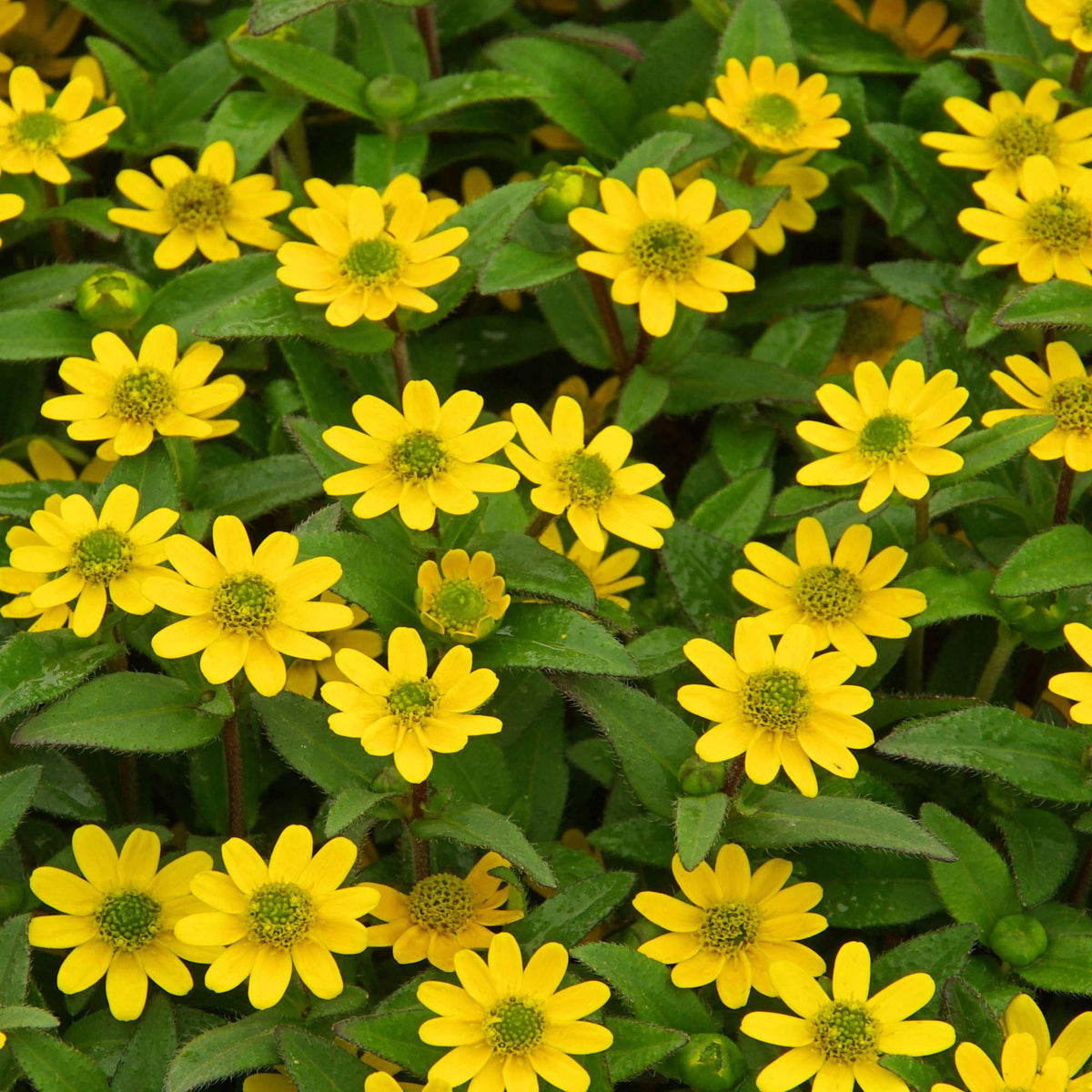 Outsidepride Creeping Zinnia seeds planted along a garden border