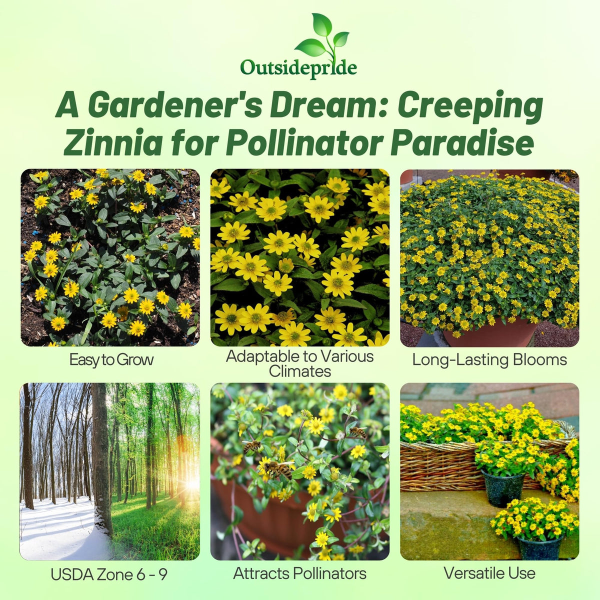 Outsidepride Creeping Zinnia seeds in a garden bed creating color and ground cover