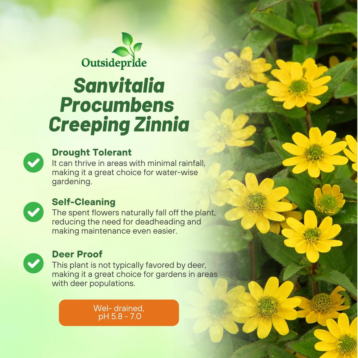 Outsidepride Creeping Zinnia seeds germinating in soil with spacing tips