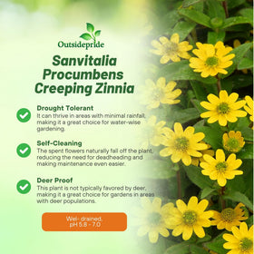 Outsidepride Creeping Zinnia seeds germinating in soil with spacing tips