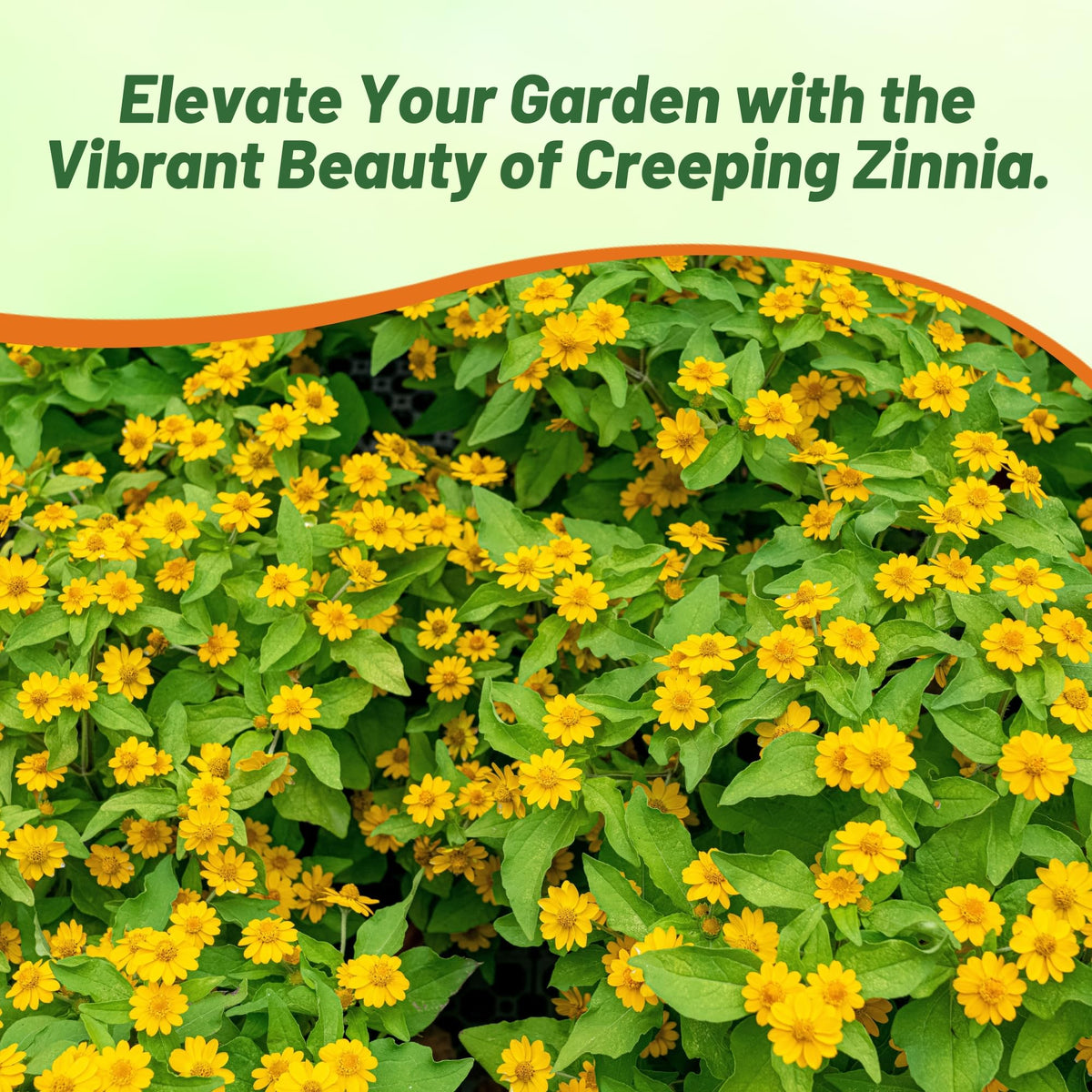Outsidepride Creeping Zinnia seeds forming a dense ground cover