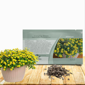 Outsidepride Creeping Zinnia seeds pack ready for easy planting and vibrant blooms