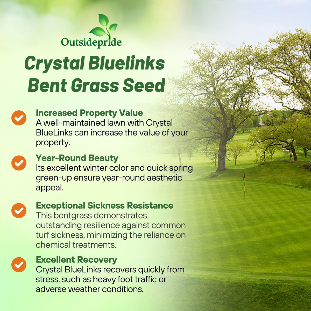 Outsidepride Crystal BlueLinks Creeping Bentgrass close-up reveals fine-textured blades.