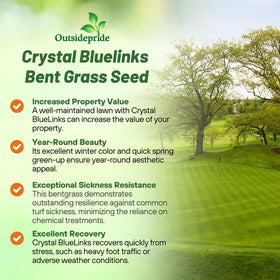 Outsidepride Crystal BlueLinks Creeping Bentgrass close-up reveals fine-textured blades.