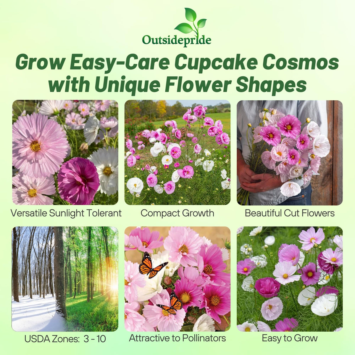 Outsidepride Cupcakes Blush Cosmos enhances wildflower meadows with drought-tolerant color