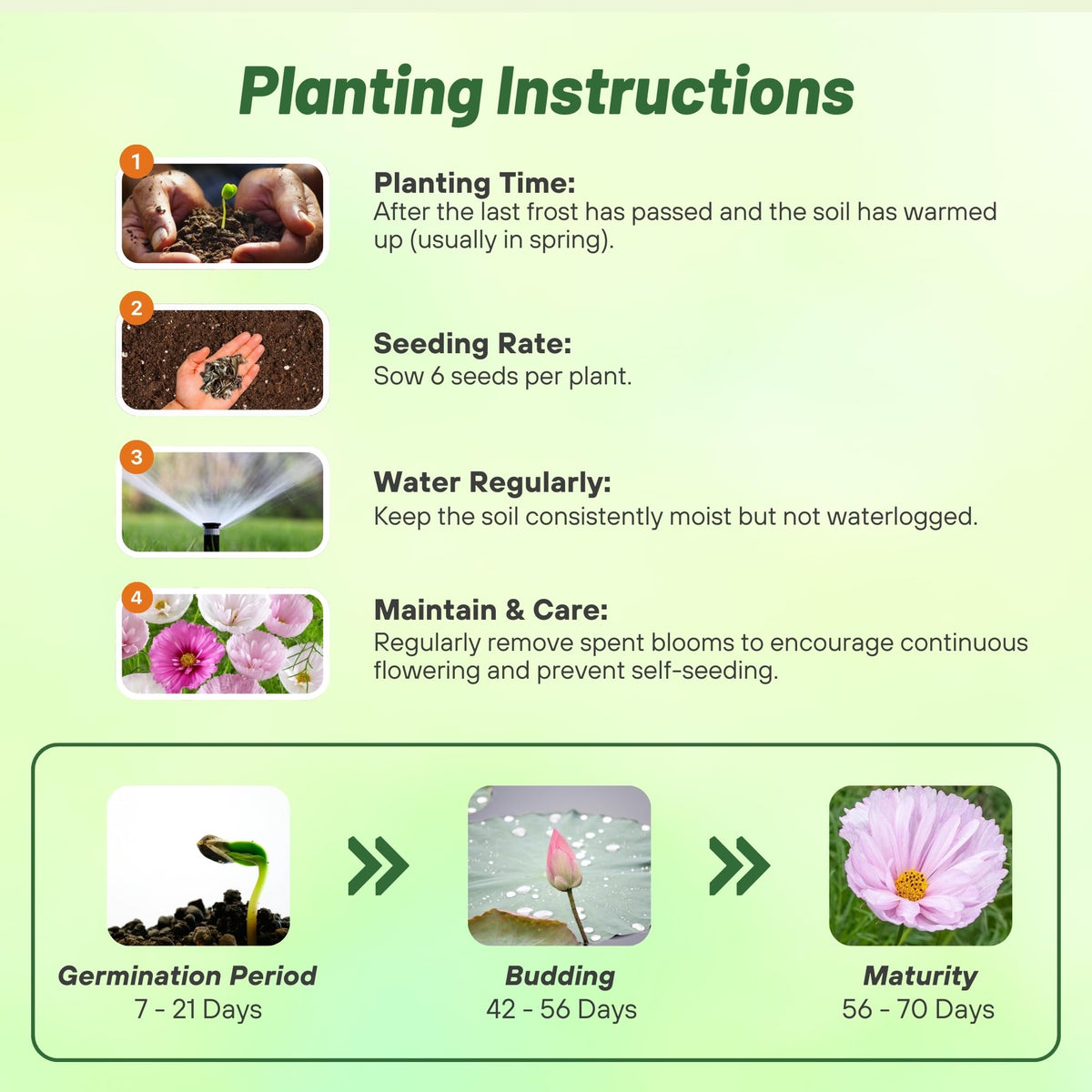 Outsidepride Cupcakes Blush Cosmos attract pollinators in home gardens
