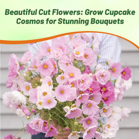 Outsidepride Cupcakes Blush Cosmos self-seed for naturalized meadows