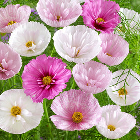 Outsidepride Cupcakes Blush Cosmos are deer-resistant and easy to care for