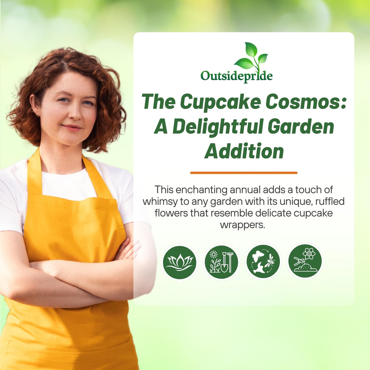 Outsidepride Cupcakes Blush Cosmos offer long-lasting color in sunny borders