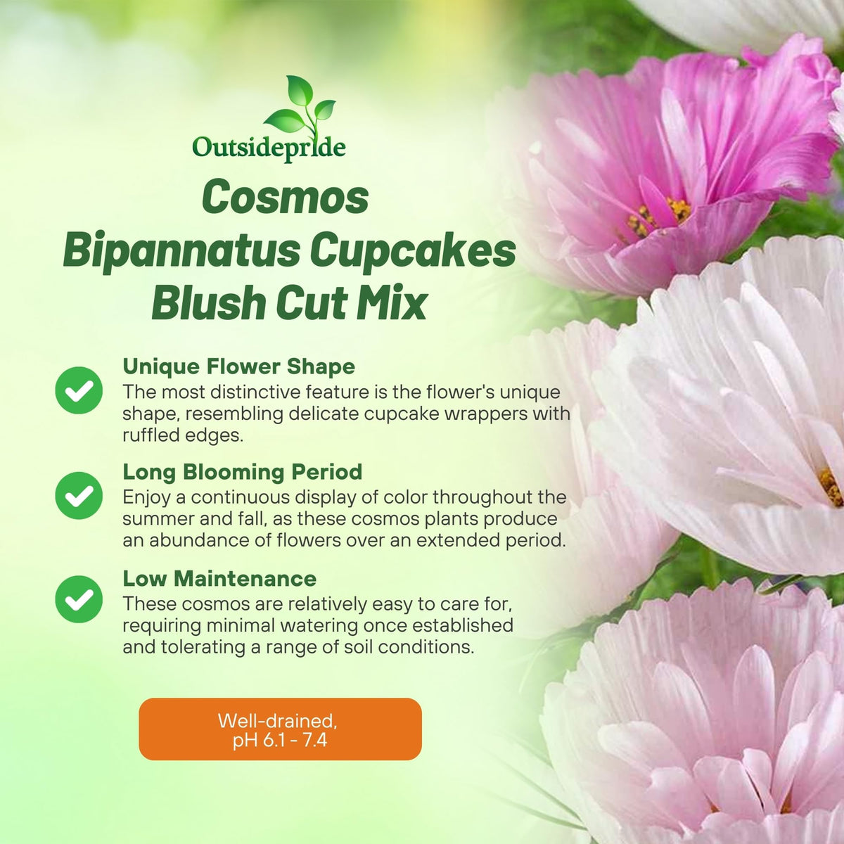 Outsidepride Cupcakes Blush Cosmos blooms rise above foliage for container arrangements