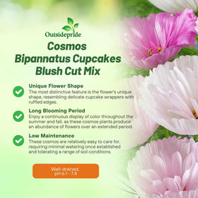 Outsidepride Cupcakes Blush Cosmos blooms rise above foliage for container arrangements