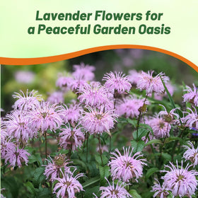Cut flower-ready Bergamot stems for indoor arrangements