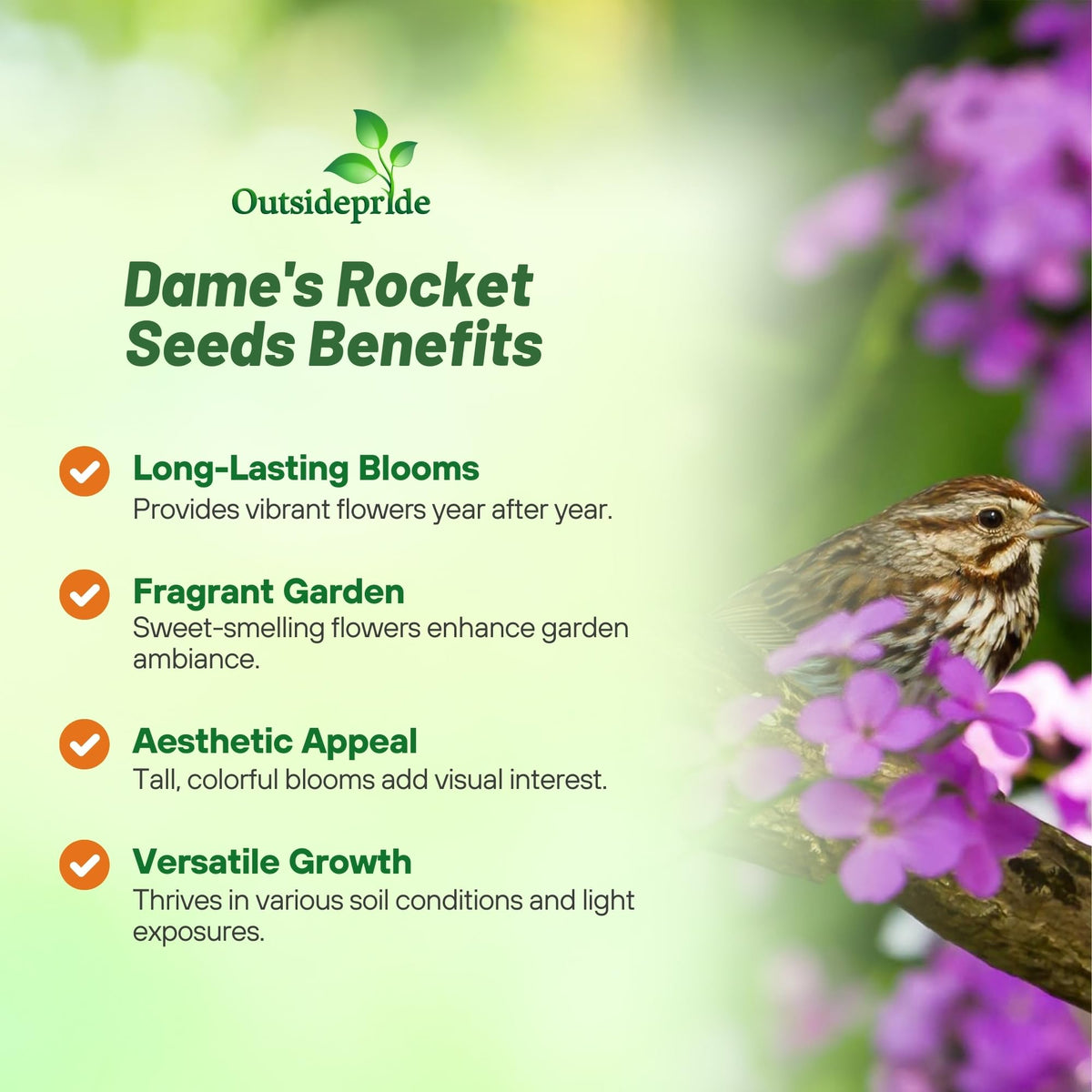 Outsidepride Dame's Rocket white-pink-purple blooms provide long-season color