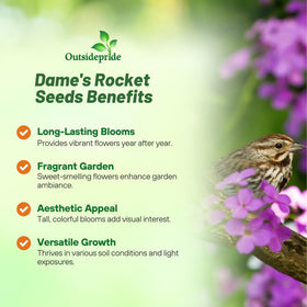 Outsidepride Dame's Rocket white-pink-purple blooms provide long-season color