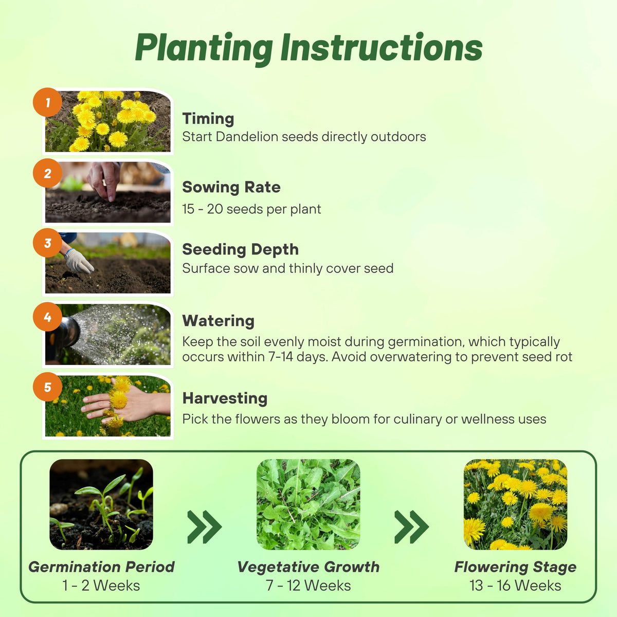 Outsidepride dandelion seeds provide edible greens for meals and snacks.