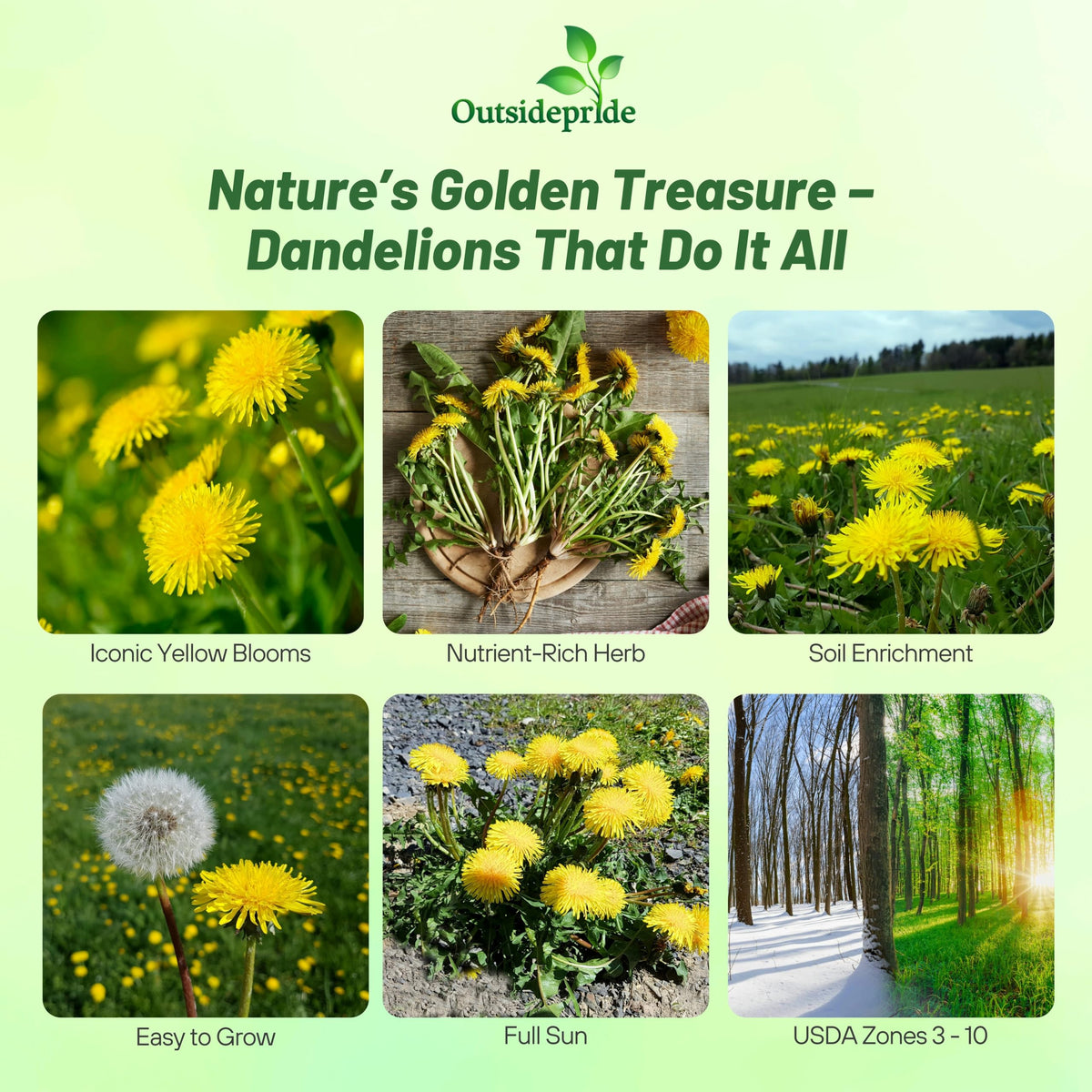 Outsidepride dandelion seeds leaves ready for harvest for fresh salads.