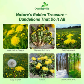 Outsidepride dandelion seeds leaves ready for harvest for fresh salads.