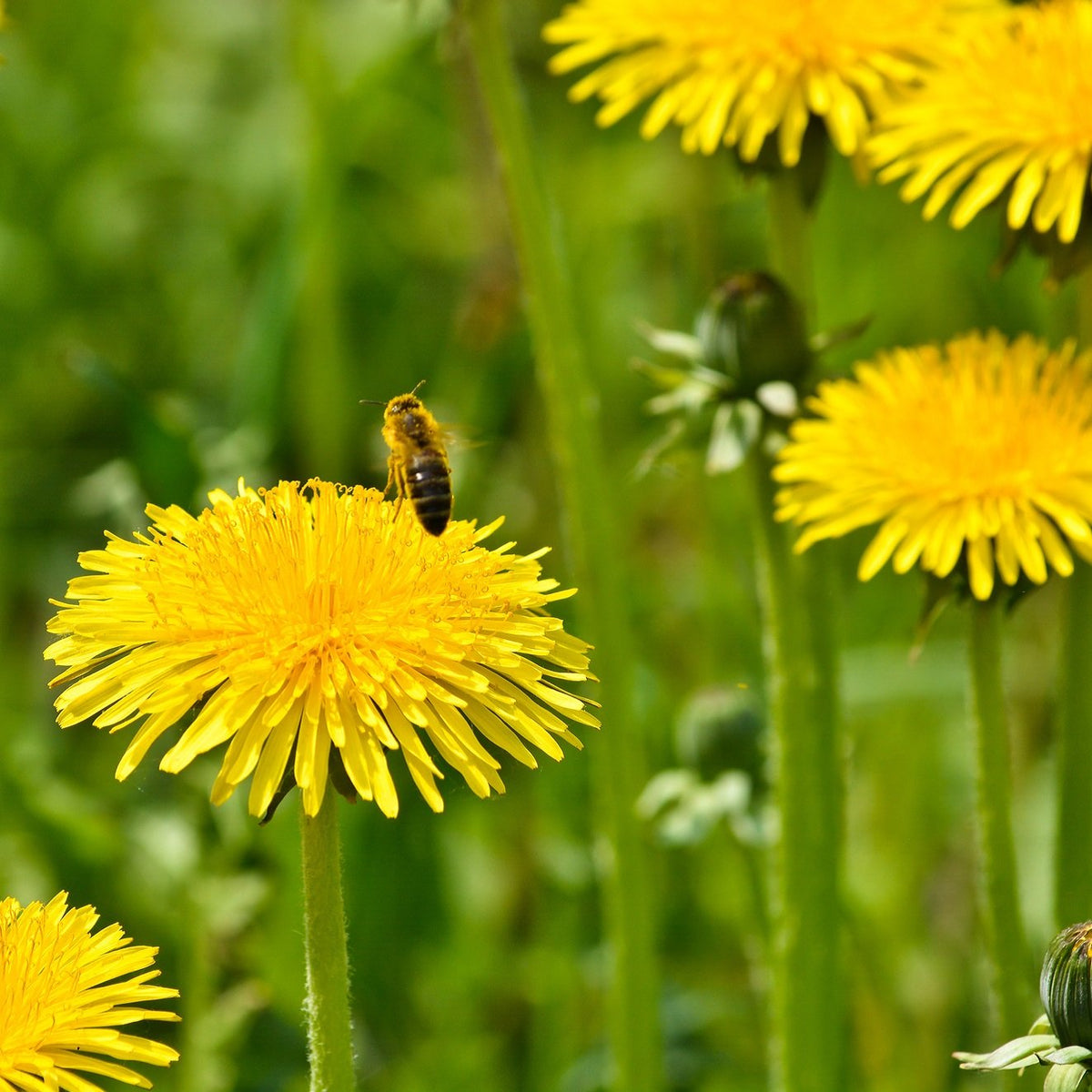 Outsidepride dandelion seeds offer low maintenance, sustained color year after year.