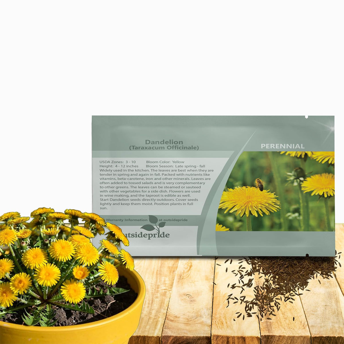 Outsidepride dandelion seeds show perennial growth for a dependable garden backdrop.