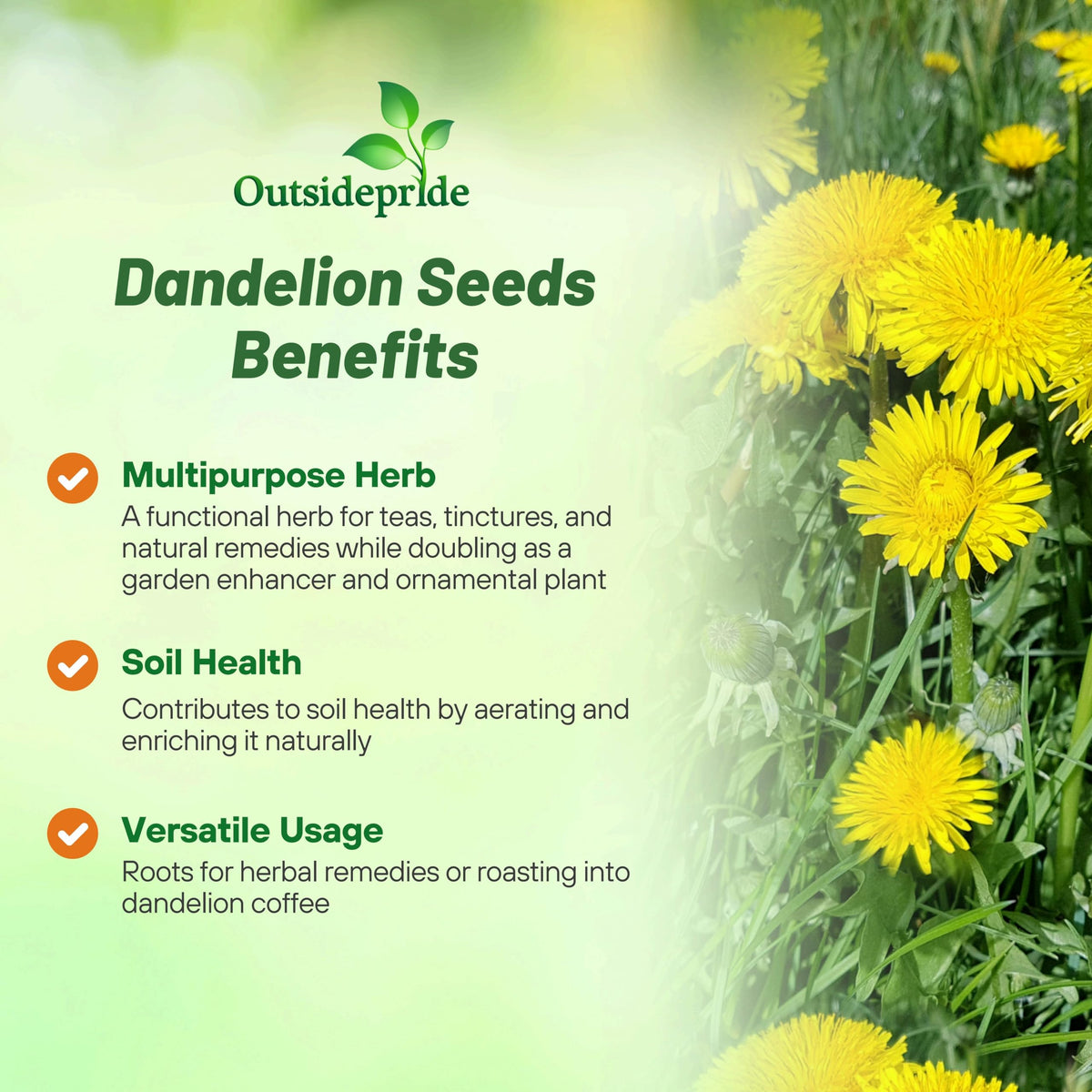 Outsidepride dandelion seeds display bright yellow blooms to brighten the garden.