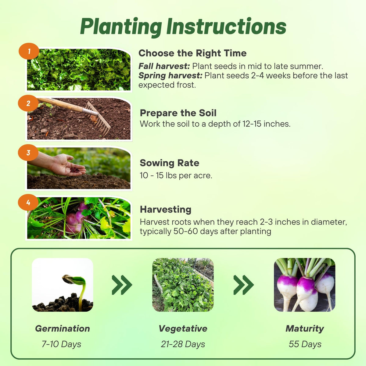 Deep roots of turnips aerating compact soil for better structure.